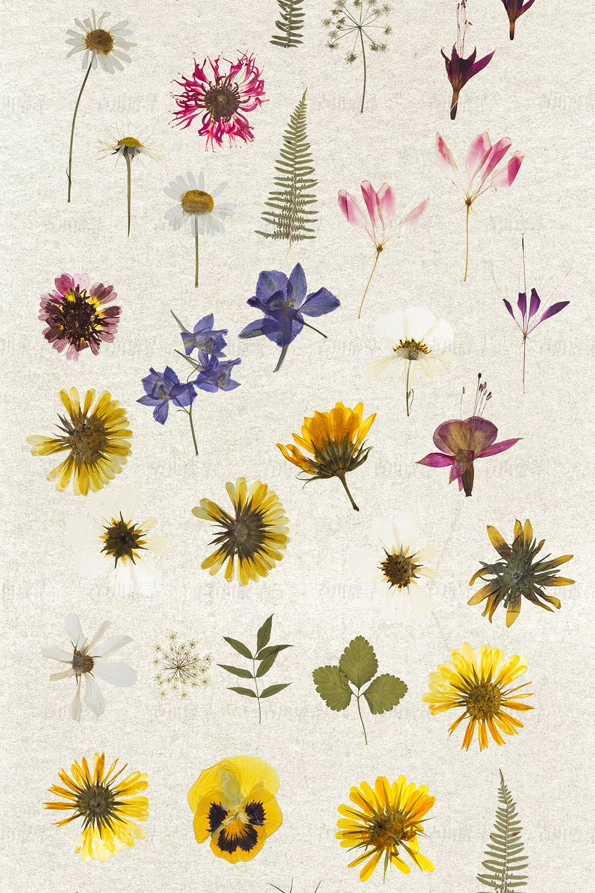 95 dried flower specimens png &mdash; preview 2