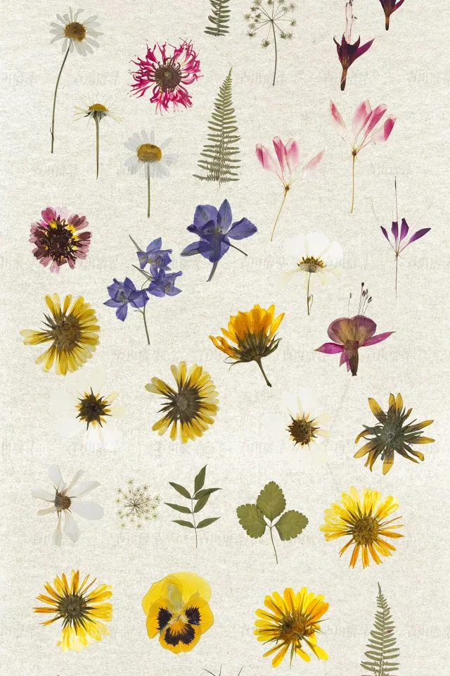 95 dried flower specimens png &mdash; preview 2