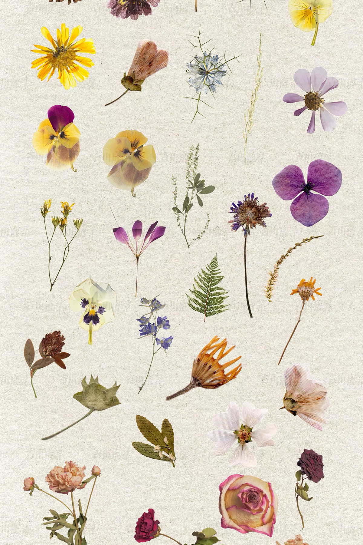 95 dried flower specimens png &mdash; preview 3