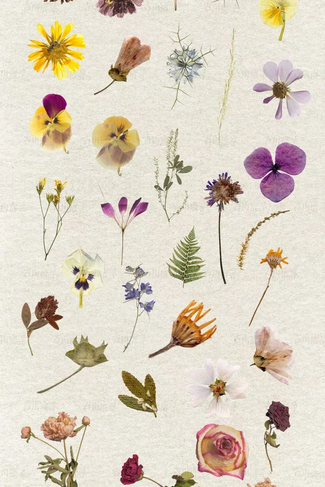 95 dried flower specimens png &mdash; preview 3