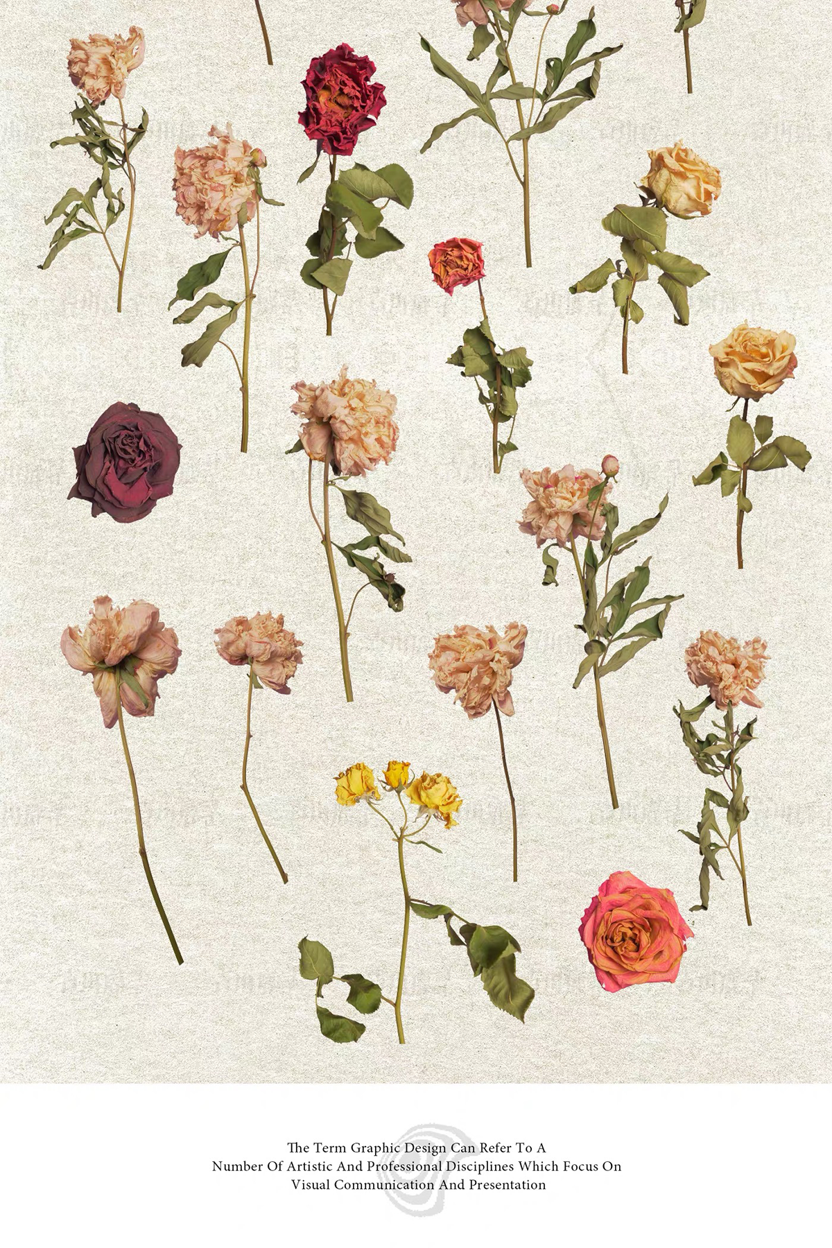 95 dried flower specimens png &mdash; preview 4